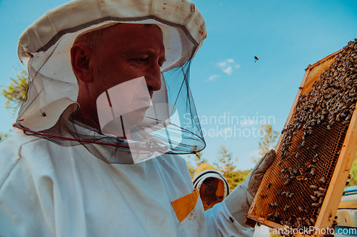 Image of Beekeeper checking honey on the beehive frame in the field. Small business owner on apiary. Natural healthy food produceris working with bees and beehives on the apiary.