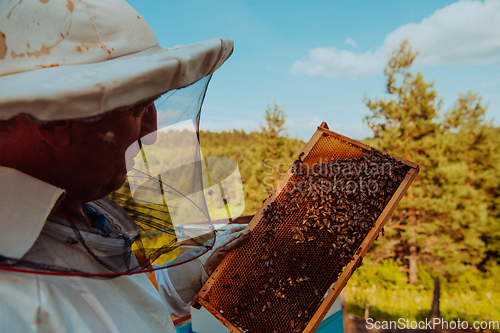 Image of Beekeeper checking honey on the beehive frame in the field. Small business owner on apiary. Natural healthy food produceris working with bees and beehives on the apiary.