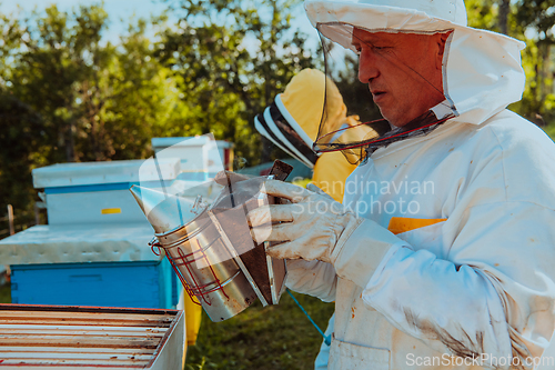 Image of Beekeepers check the honey on the hive frame in the field. Beekeepers check honey quality and honey parasites. A beekeeper works with bees and beehives in an apiary.