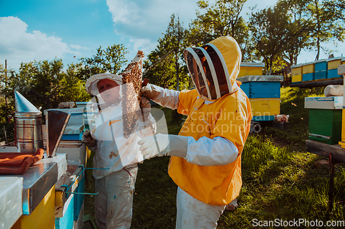 Image of Beekeepers checking honey on the beehive frame in the field. Small business owners on apiary. Natural healthy food produceris working with bees and beehives on the apiary.