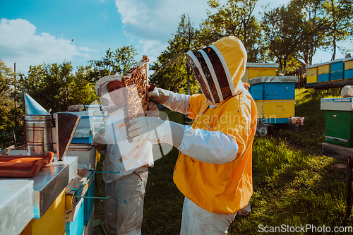 Image of Beekeepers checking honey on the beehive frame in the field. Small business owners on apiary. Natural healthy food produceris working with bees and beehives on the apiary.