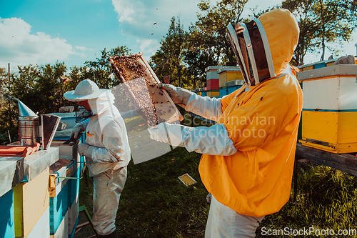 Image of Beekeepers checking honey on the beehive frame in the field. Small business owners on apiary. Natural healthy food produceris working with bees and beehives on the apiary.