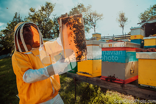 Image of Wide shot of a beekeeper holding the beehive frame filled with honey against the sunlight in the field full of flowers