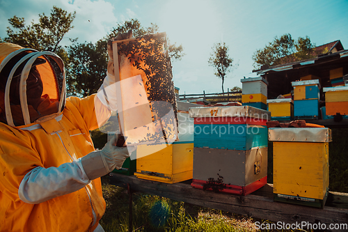 Image of Wide shot of a beekeeper holding the beehive frame filled with honey against the sunlight in the field full of flowers