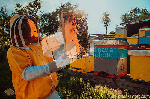 Image of Wide shot of a beekeeper holding the beehive frame filled with honey against the sunlight in the field full of flowers