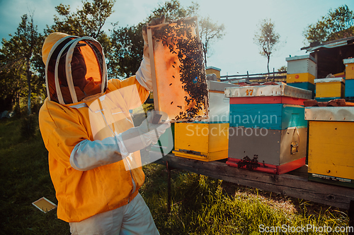 Image of Wide shot of a beekeeper holding the beehive frame filled with honey against the sunlight in the field full of flowers