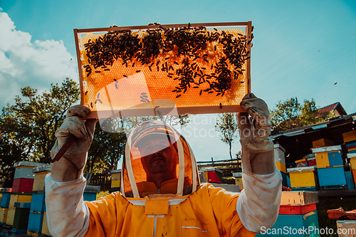 Image of Wide shot of a beekeeper holding the beehive frame filled with honey against the sunlight in the field full of flowers