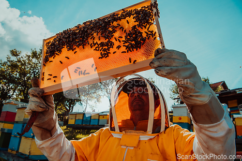 Image of Wide shot of a beekeeper holding the beehive frame filled with honey against the sunlight in the field full of flowers