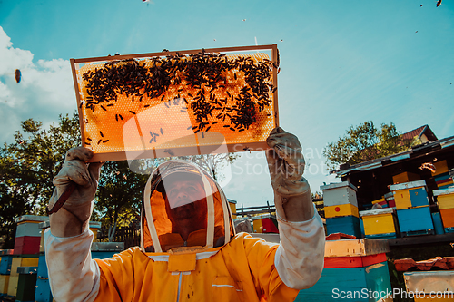 Image of Wide shot of a beekeeper holding the beehive frame filled with honey against the sunlight in the field full of flowers