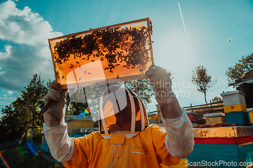 Image of Wide shot of a beekeeper holding the beehive frame filled with honey against the sunlight in the field full of flowers