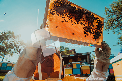 Image of Wide shot of a beekeeper holding the beehive frame filled with honey against the sunlight in the field full of flowers