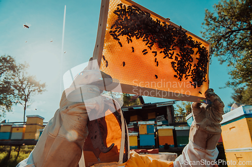 Image of Wide shot of a beekeeper holding the beehive frame filled with honey against the sunlight in the field full of flowers