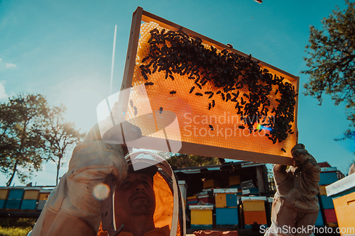 Image of Wide shot of a beekeeper holding the beehive frame filled with honey against the sunlight in the field full of flowers