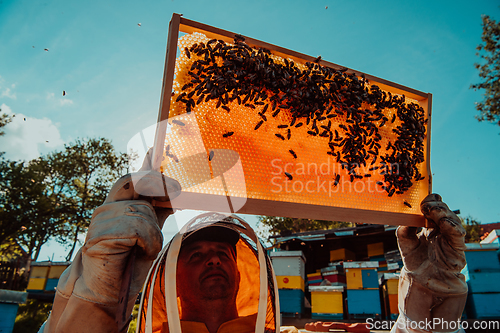 Image of Wide shot of a beekeeper holding the beehive frame filled with honey against the sunlight in the field full of flowers