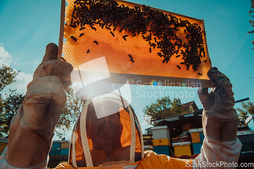 Image of Wide shot of a beekeeper holding the beehive frame filled with honey against the sunlight in the field full of flowers