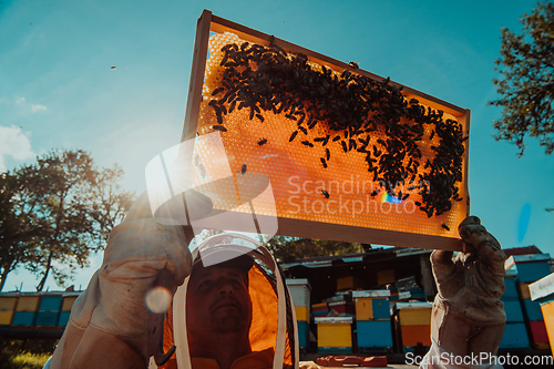 Image of Wide shot of a beekeeper holding the beehive frame filled with honey against the sunlight in the field full of flowers