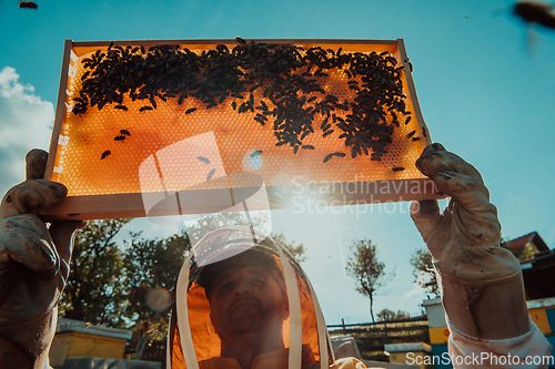 Image of Wide shot of a beekeeper holding the beehive frame filled with honey against the sunlight in the field full of flowers