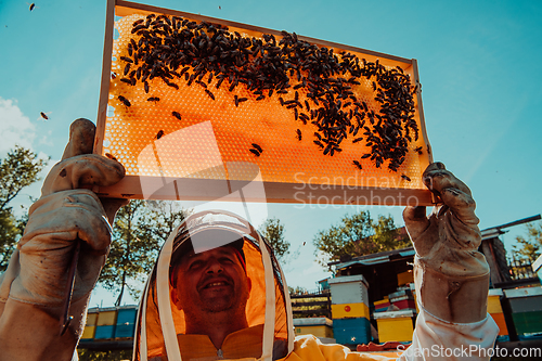 Image of Wide shot of a beekeeper holding the beehive frame filled with honey against the sunlight in the field full of flowers