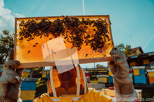 Image of Wide shot of a beekeeper holding the beehive frame filled with honey against the sunlight in the field full of flowers