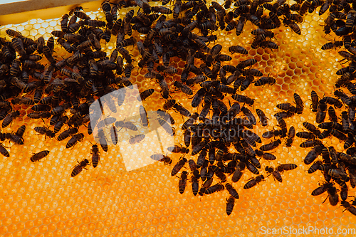 Image of Close up honeycomb in wooden beehive with bees on it. Apiculture concept.