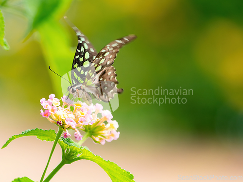 Image of Tailed jay on lantana flower in Thailand