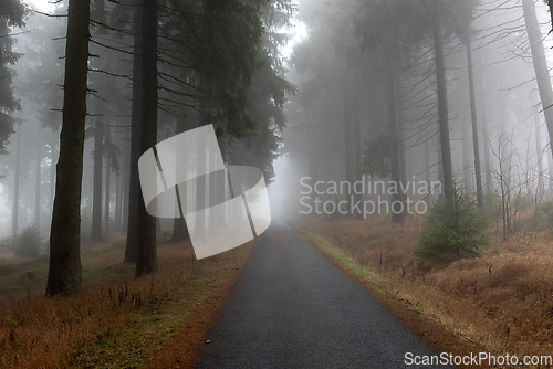 Image of Road, forest and fog, autumn