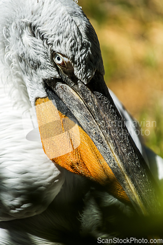 Image of A pelican head, detail