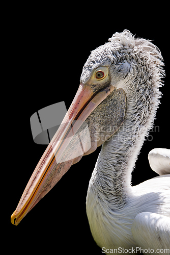 Image of A pelican head from side view