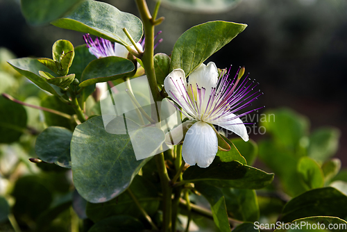 Image of A flower of a capparis spinosa, the caper bush, also called Flin