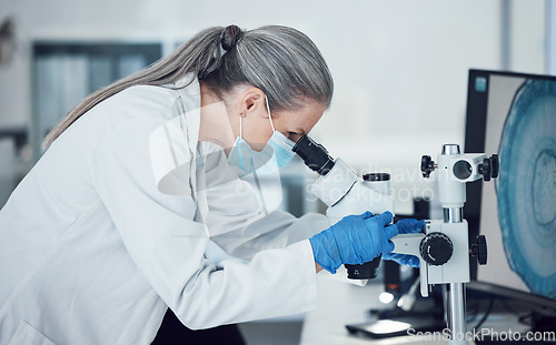 Image of Senior woman, science and lab microscope for research and work for medical analysis. Scientist, investigation and laboratory expert with covid and healthcare report for virus monitoring and data