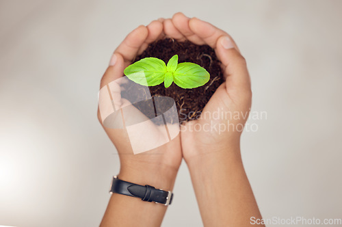 Image of Soil, eco friendly and hands of person with plant for natural planting, agriculture harvest or ecosystem. Top view, sustainability or farmer with dirt, earth or leaf seedling for environment growth