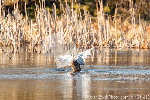 Image of Female Mallard Duck Flying