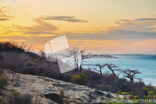 Image of Baobab tree on sunset against bay of water Madagascar