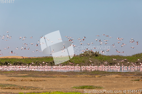 Image of Rosy Flamingo colony in Walvis Bay Namibia