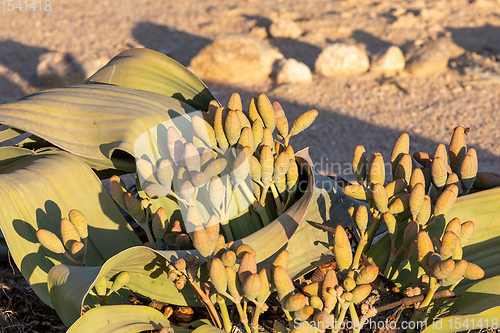 Image of Welwitschia mirabilis desert plant, Namibia