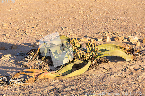 Image of Welwitschia mirabilis desert plant, Namibia