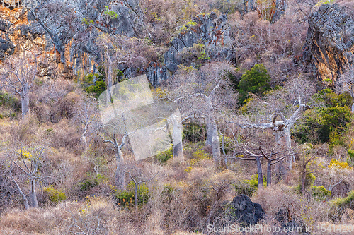 Image of Baobab tree forest Madagascar