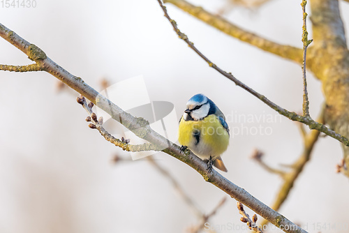 Image of Eurasian blue tit in the nature