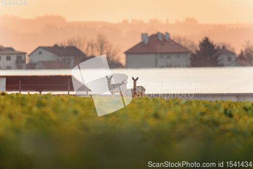 Image of European roe deer near village europe wildlife