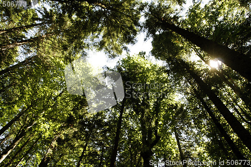 Image of Forest landscape