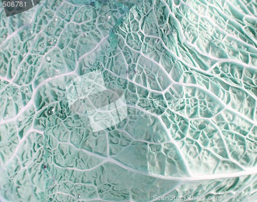 Image of Green cabbage vegetable