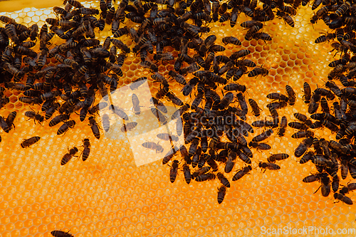 Image of Close up honeycomb in wooden beehive with bees on it. Apiculture concept.