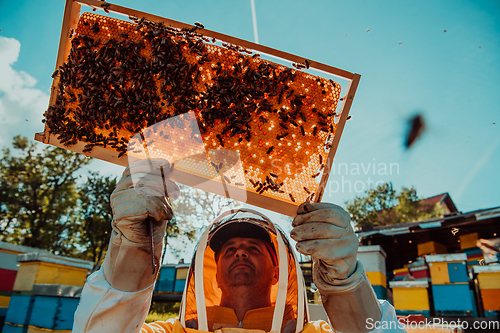 Image of Wide shot of a beekeeper holding the beehive frame filled with honey against the sunlight in the field full of flowers