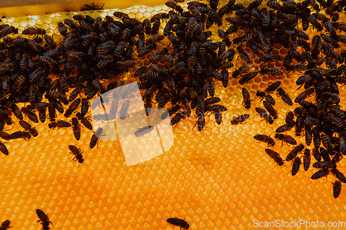 Image of Close up honeycomb in wooden beehive with bees on it. Apiculture concept.