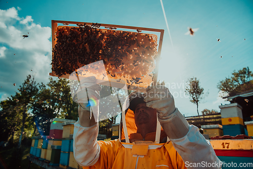 Image of Wide shot of a beekeeper holding the beehive frame filled with honey against the sunlight in the field full of flowers