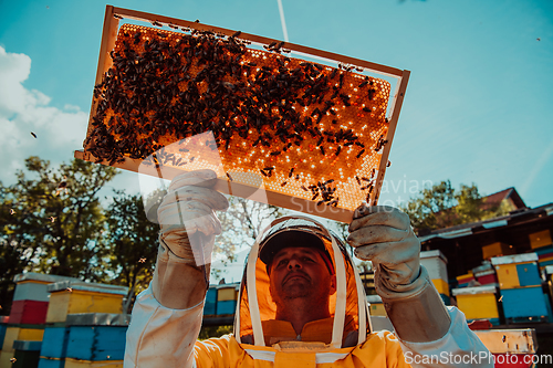 Image of Wide shot of a beekeeper holding the beehive frame filled with honey against the sunlight in the field full of flowers