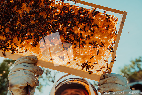 Image of Wide shot of a beekeeper holding the beehive frame filled with honey against the sunlight in the field full of flowers