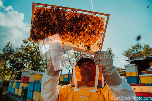 Image of Wide shot of a beekeeper holding the beehive frame filled with honey against the sunlight in the field full of flowers