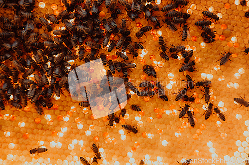 Image of Close up honeycomb in wooden beehive with bees on it. Apiculture concept.