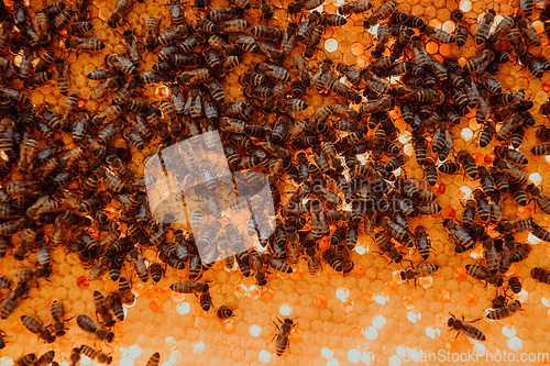 Image of Close up honeycomb in wooden beehive with bees on it. Apiculture concept.